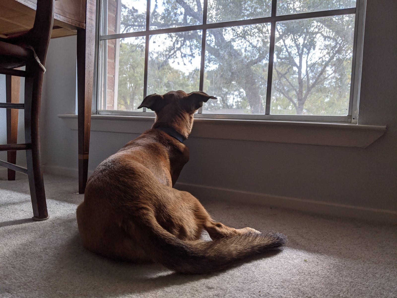 PXL 20201114 184309162