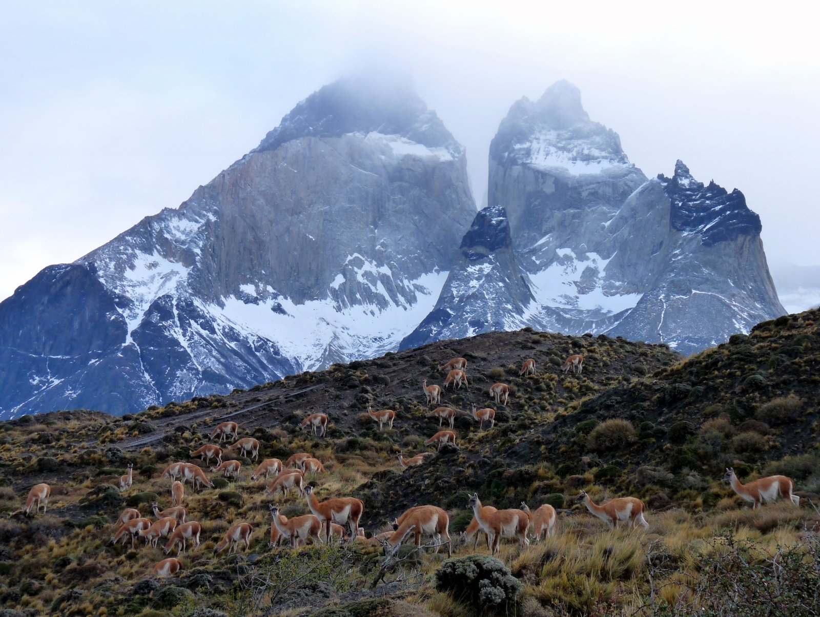 Guanacos and all the cuernos 3701877978 o