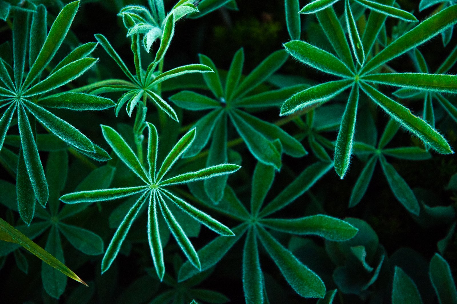 Lupinus argenteus 14891027873 o