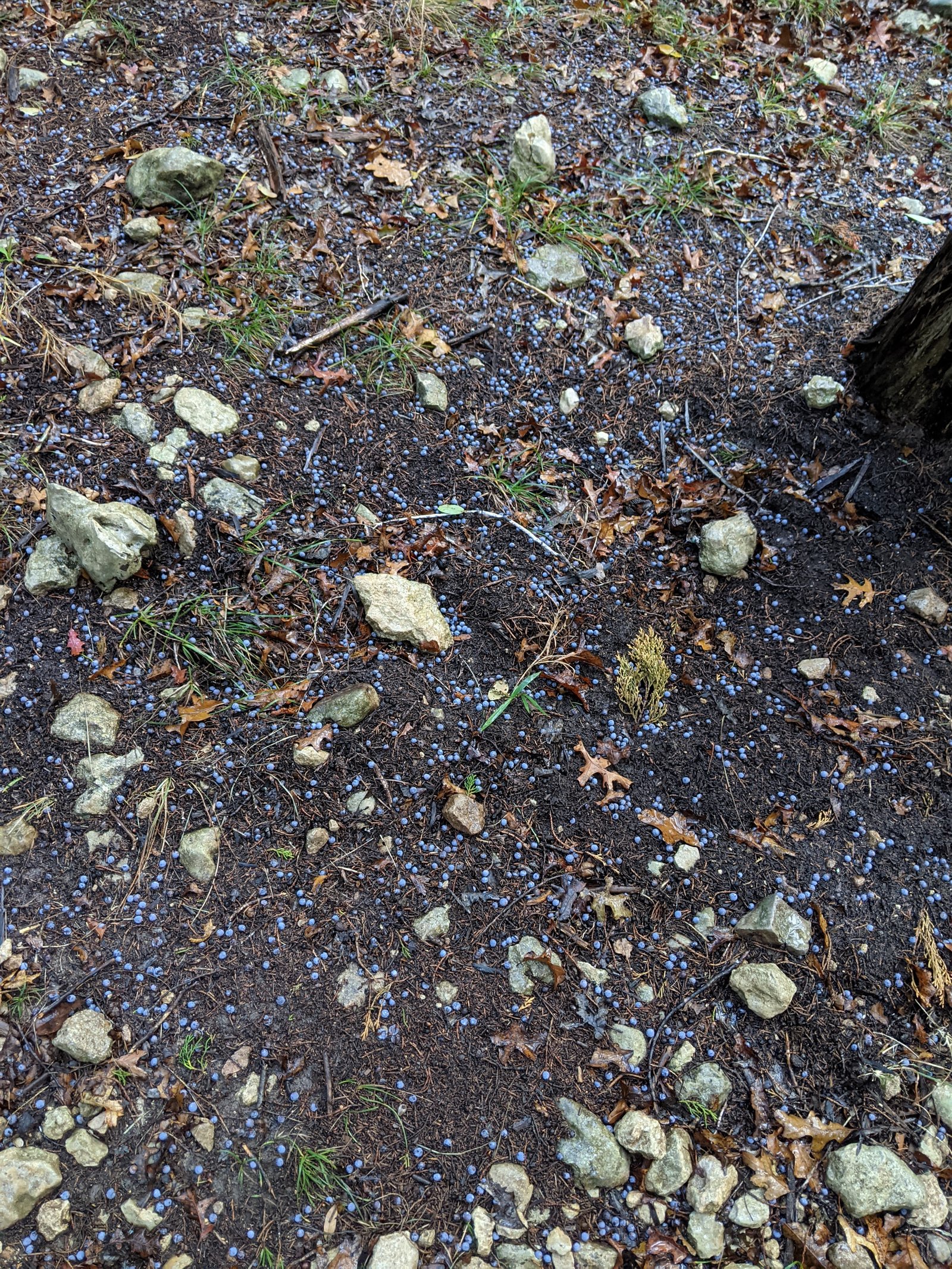 PXL 20201219 142628448