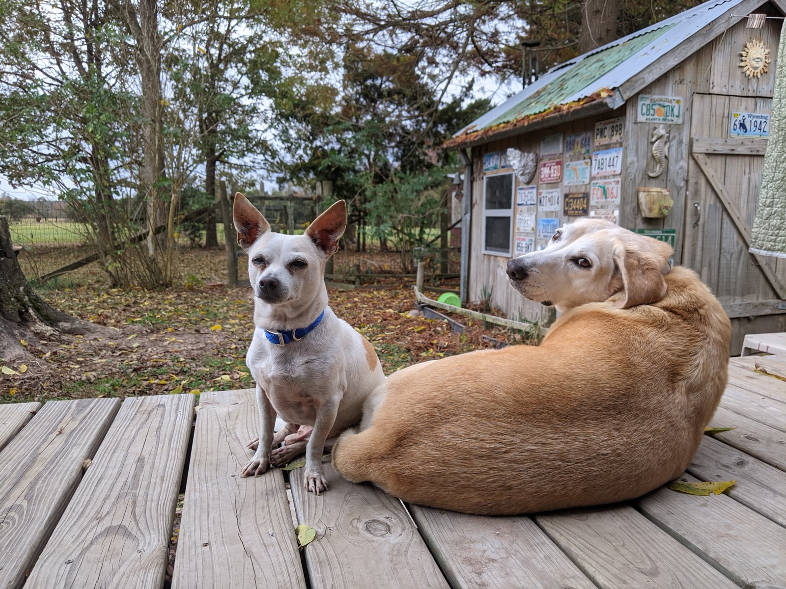 PXL 20201124 171154614