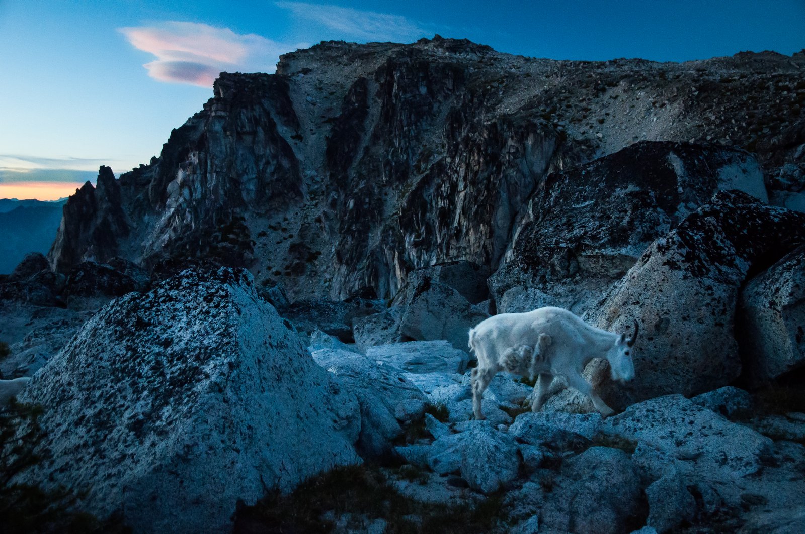 Mountain goat and aasgard pass 9475982310 o