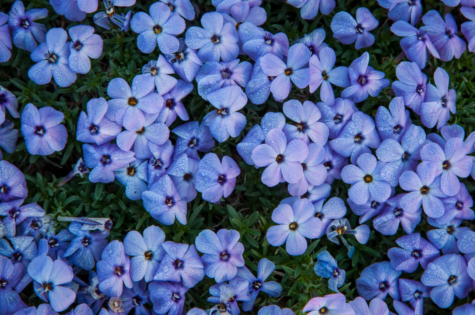 Phlox diffusa 9514141423 o