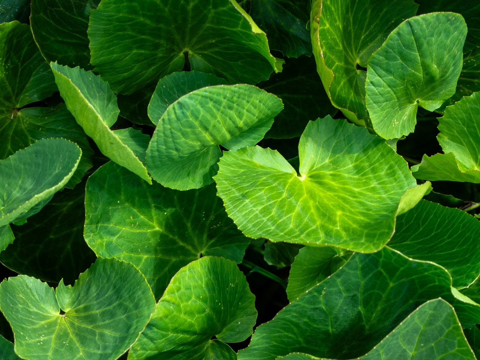 Arrow23 ExportDec25 1012060