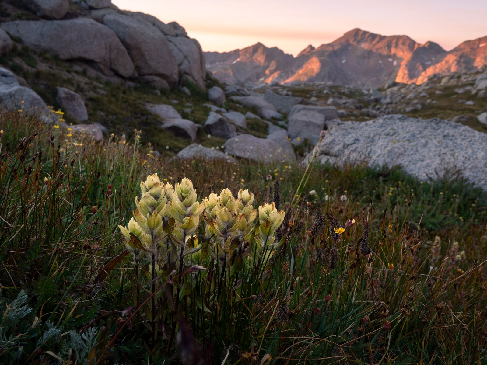 RubyJagged24 8205467 2