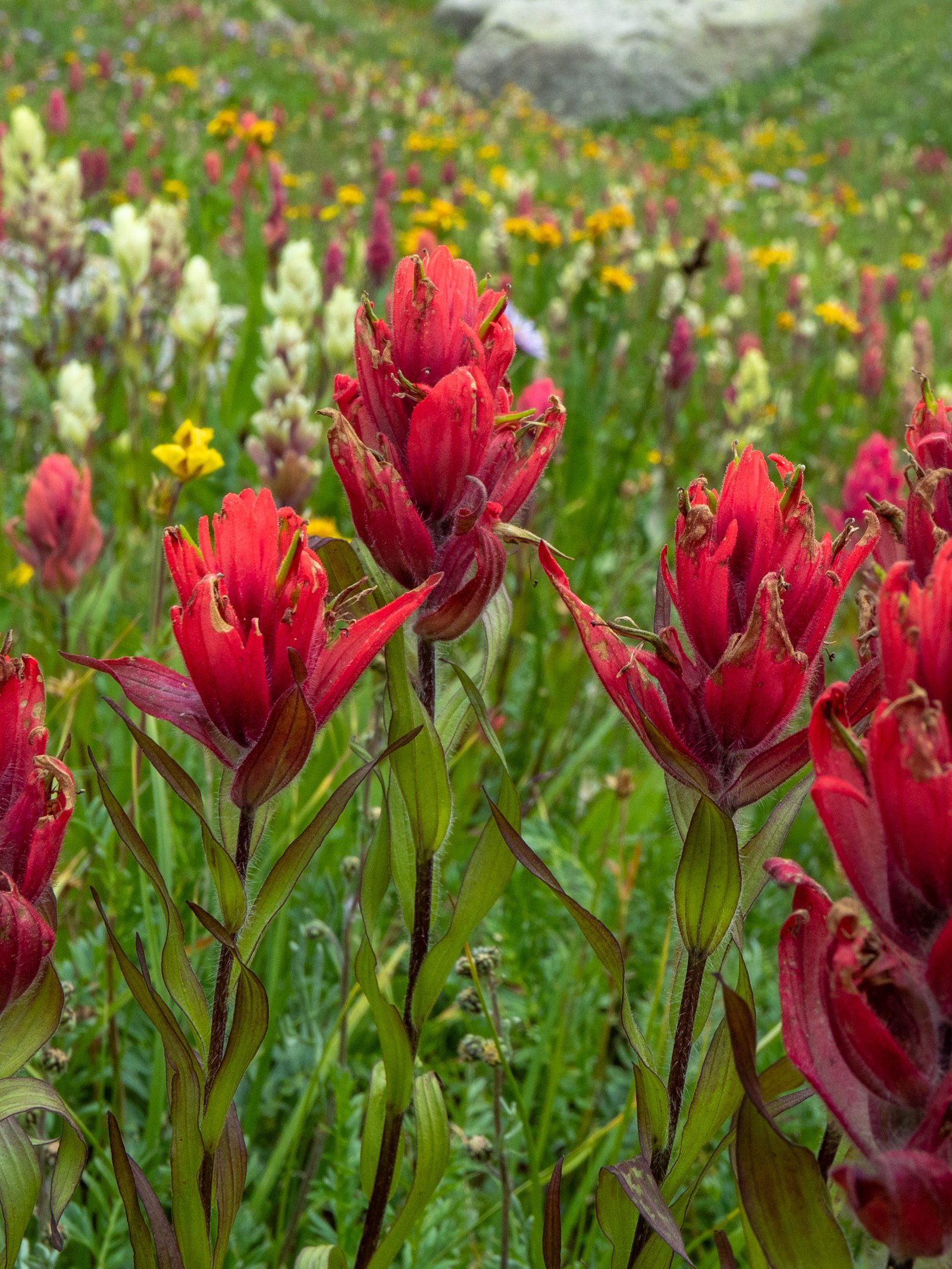 RubyJagged24 7255967 2