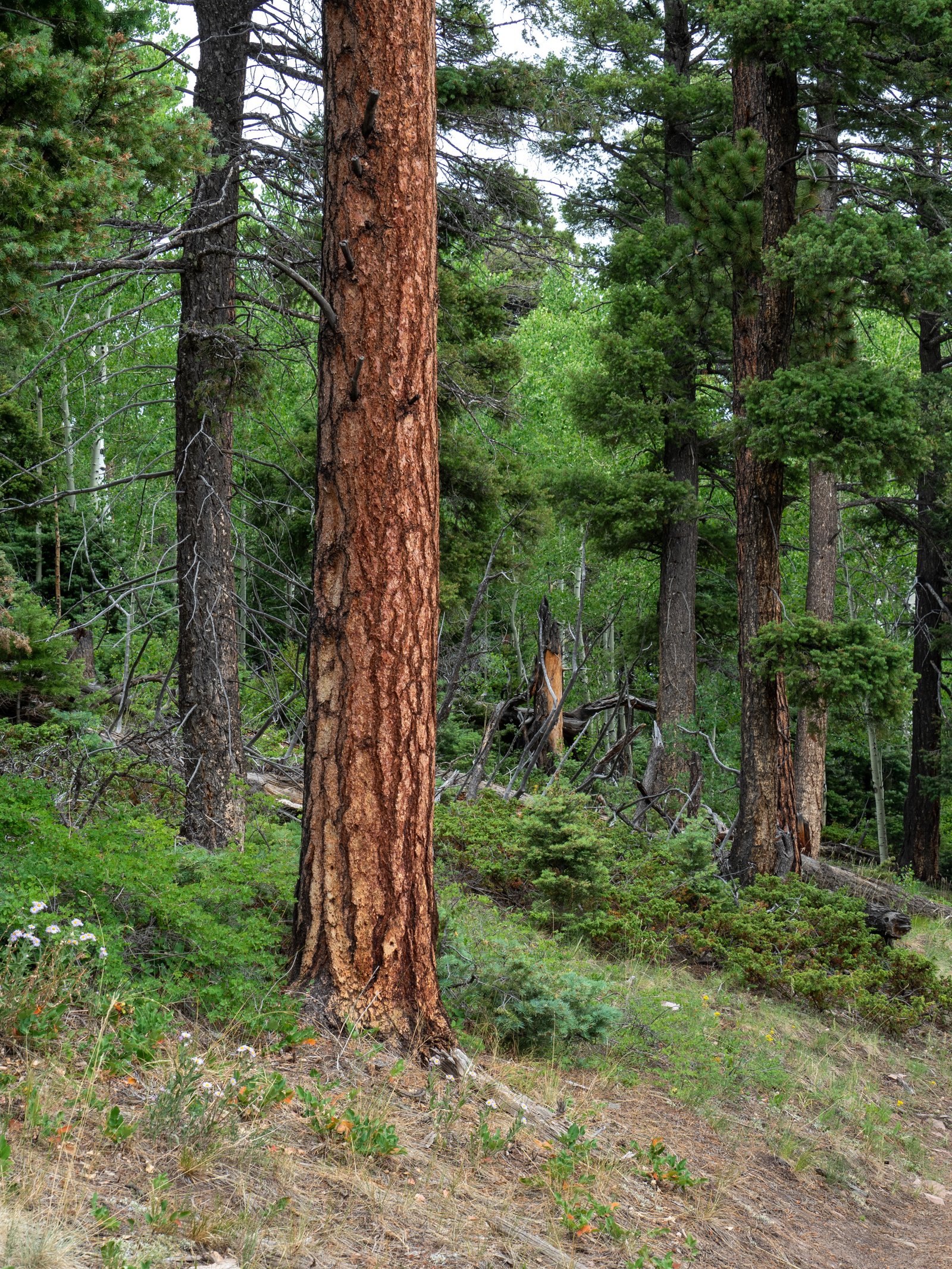 Sangre2025 export091125 3