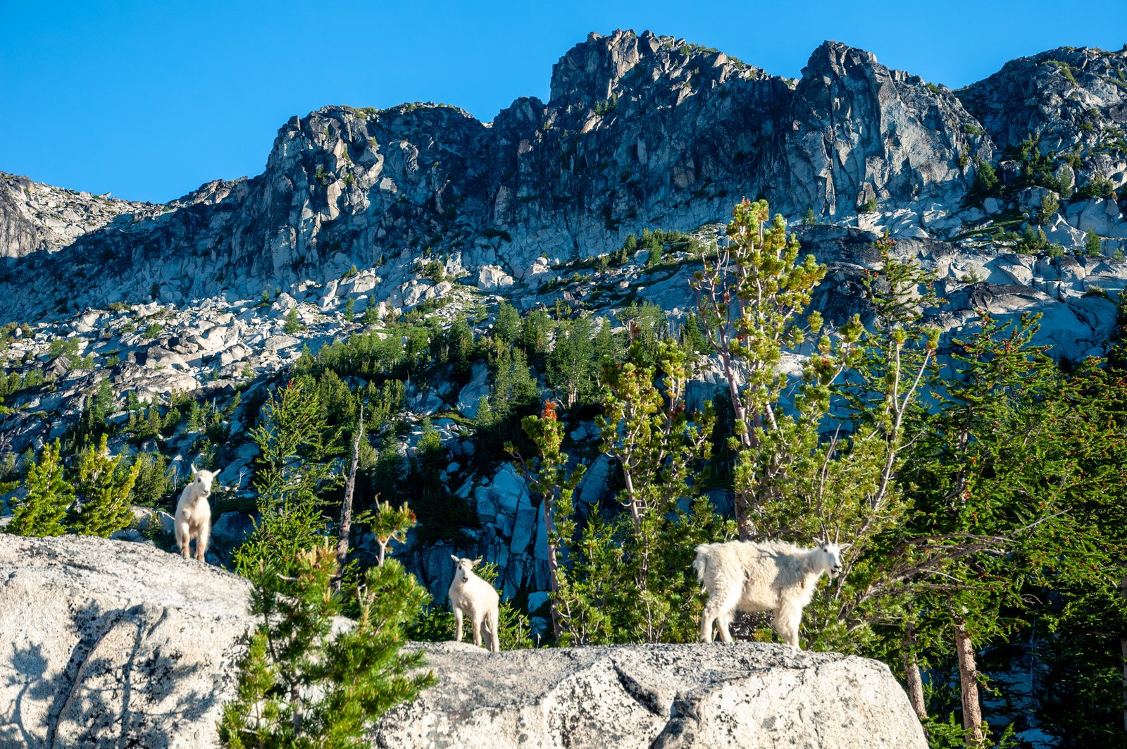 Enchant2014 080225  4