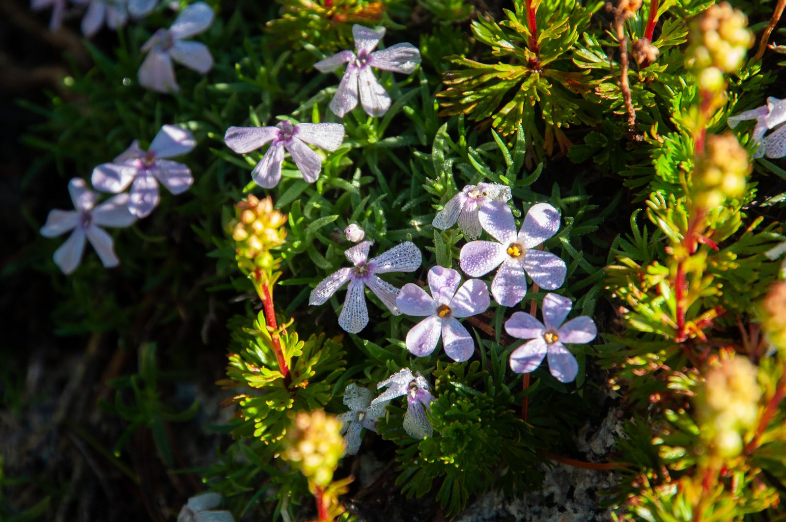 Enchant2014 080225 0589