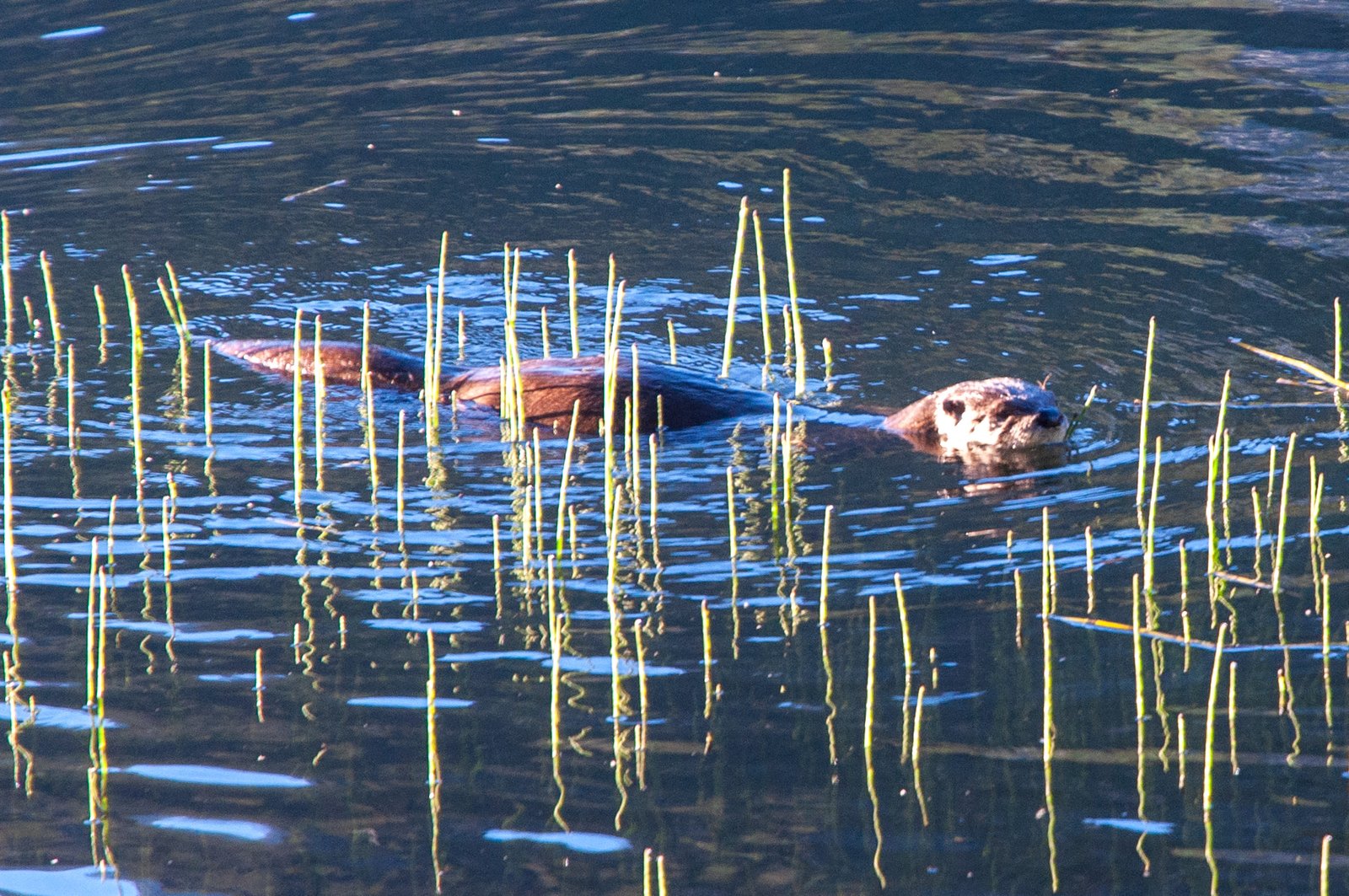 Enchant2014 080225 0625