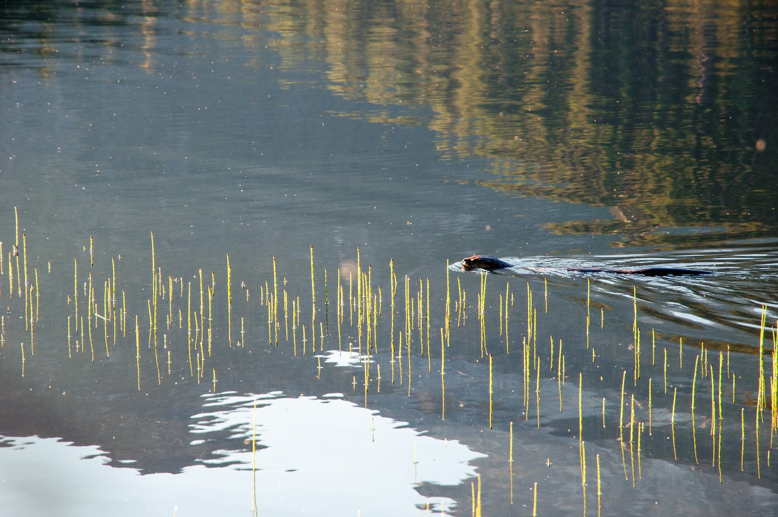 Enchant2014 080225 0633 2