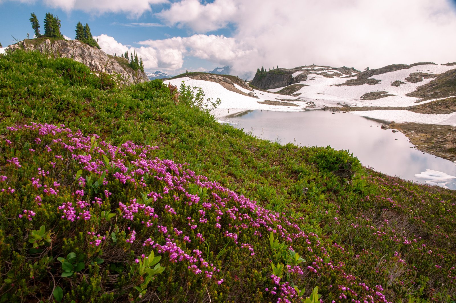 Yellow Aster Butte August 2014