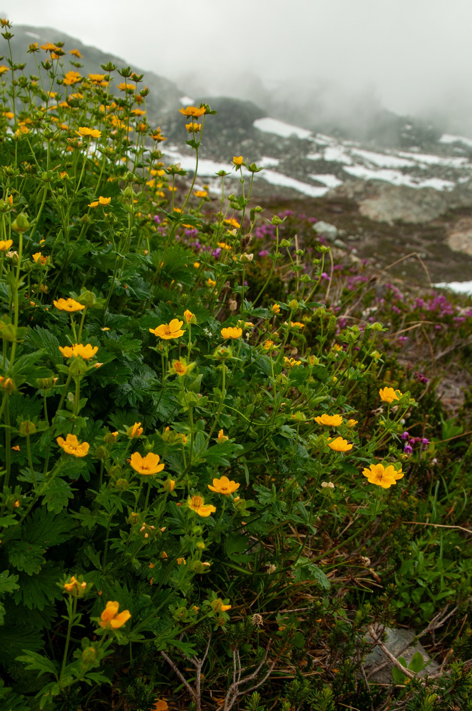 Yellowaster14 export090725 0273