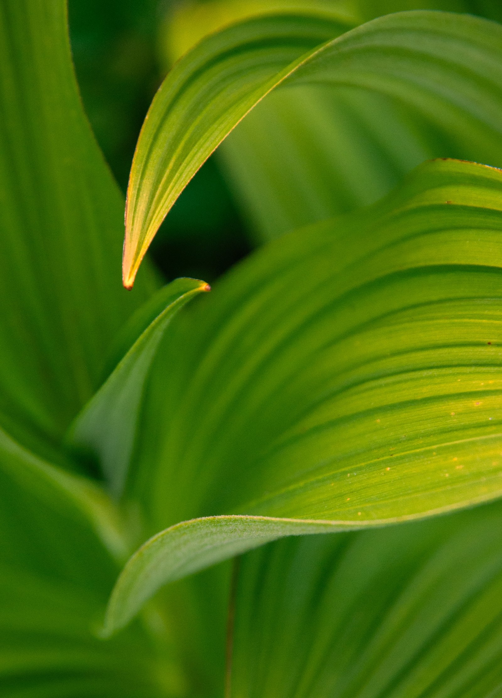 Yellowaster14 export090725 0326