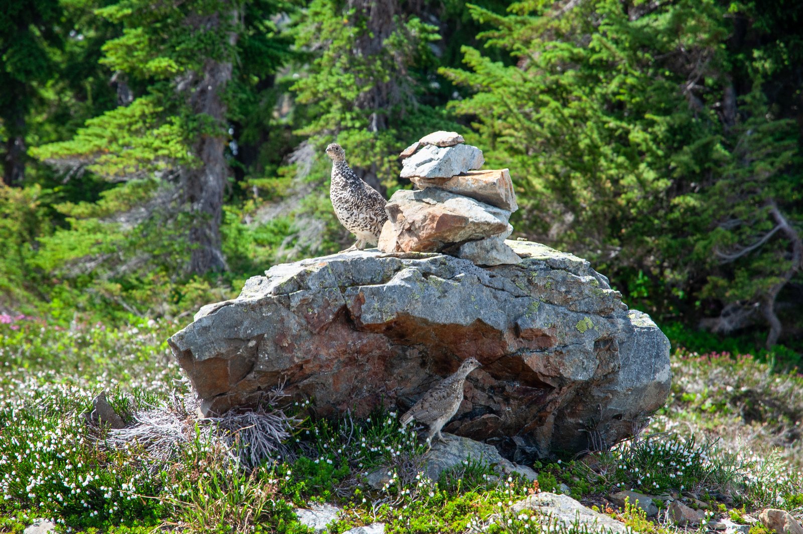 Yellowaster14 export090725 0790