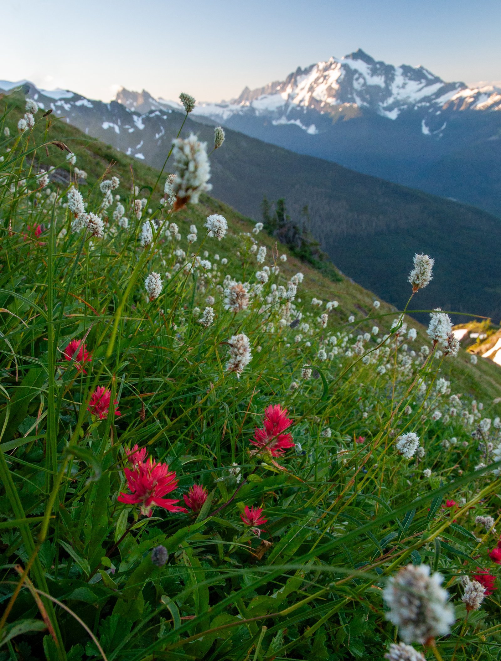 Yellowaster export091125 1 4