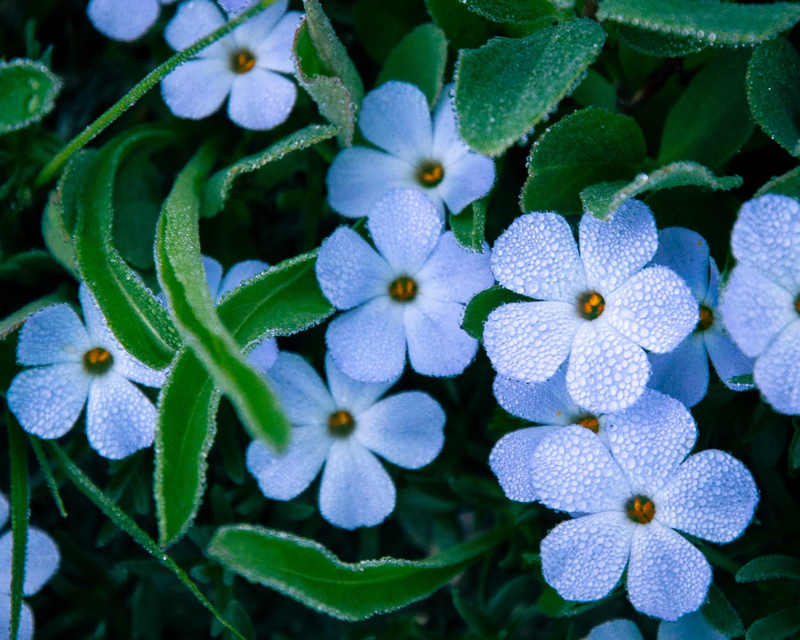 Yellowaster export091125 1 8